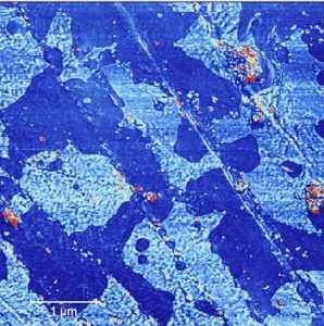 AFM imaging, biomedical application, Phase Image