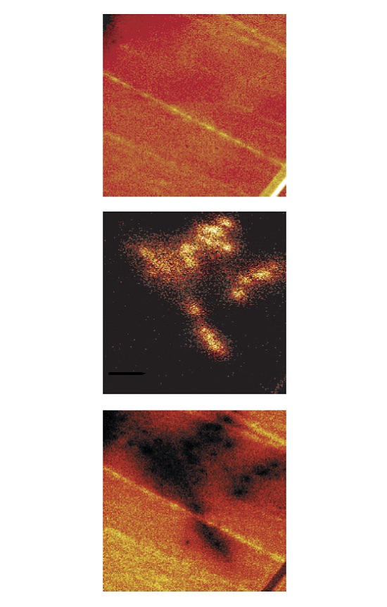 TOF-SIMS images showing, from top to bottom, the total ion image, the distribution of fluorolubricant, and a series of organic peaks in the range of 320-500u. The mass spectrum from the droplet area only is shown in the top spectrum.