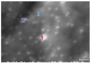 Figure 1 SEM