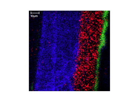 Figure 13 Chemical image of paint cross section. Green= Fr from primer corrosion; Red = Al & Ti from basecoats; Blue = Cl from clearcoat.