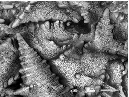 SEM Images: Tin Lead Dendrites